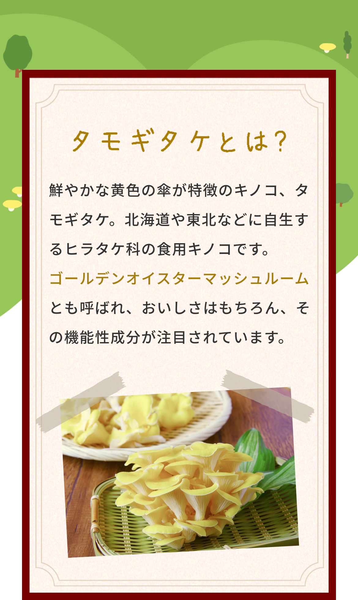 タモギタケとは？鮮やかな黄色の傘が特徴のキノコ、タモギタケ。北海道や東北などに自生するヒラタケ科の食用キノコです。ゴールデンオイスターマッシュルームとも呼ばれ、おいしさはもちろん、その機能性成分が注目されています。